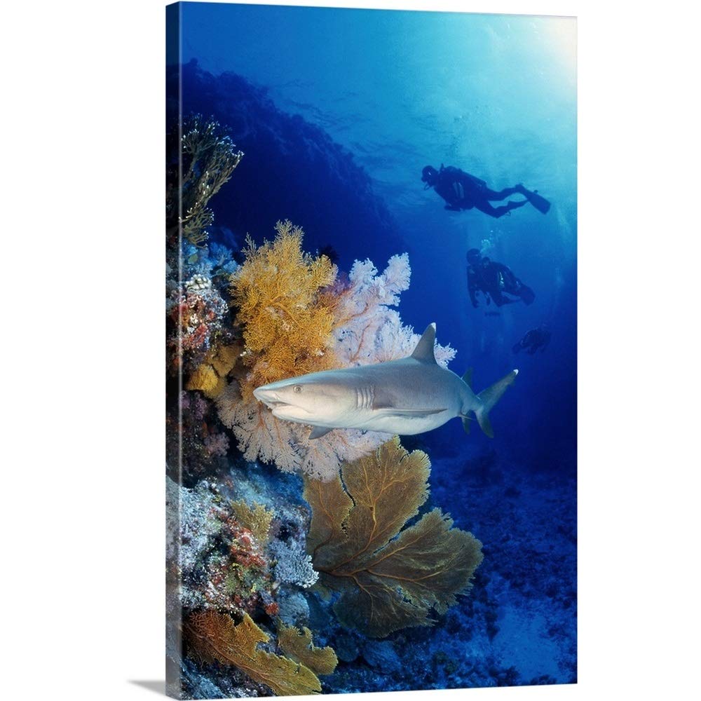 GREATBIGCANVAS Gallery-Wrapped Canvas Entitled Shark in The Great Barrier Reef, Australia by 12"x18"