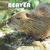 Beaver Calendar 2019: 16 Month Calendar by Mason Landon