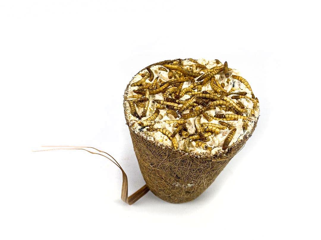 Chubby Suet Filled Coconut Coir Fibre Bell- Topped with Peanut Mealworm, Wild Bird Coconuts Halves Hanging, Coconut Wild Bird Feeder Halves Hanging (Peanut & Mealworms)