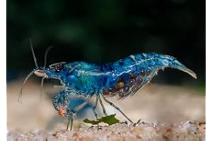 Seam Oasis 20 Blue Dream Supreme Gene Shrimps Live Freshwater Shrimp Aquarium Neocaridina, Live Arrival Guarantee