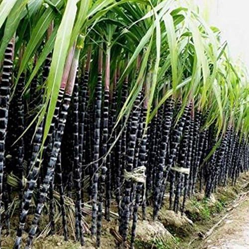 Sugar Cane Seeds 1000Pcs/Pack Garden 6-18 Feet Planting Professional