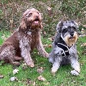 canagan dog food amazon