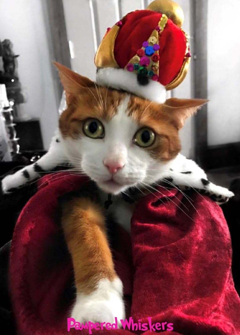 dog collar for german shepherd puppy