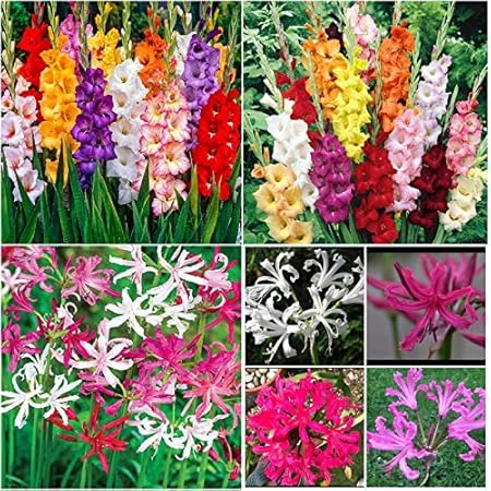 FernsFly IMP. Gladiolus Flower Bulbs + Nerine Lily Flower Bulbs Combo Aromatic Flower Bulbs Pack Home Outdoor Gardening Flowers Blooming planting Pack of 2 ( 2 Gladiolus + 2 Nerine Lily)