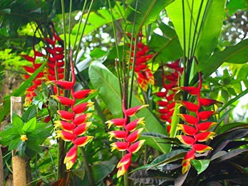 Heliconia Rostrata Lobster Claw False Bird Of Paradise 5 Rare Seeds Amazon Co Uk Garden Outdoors
