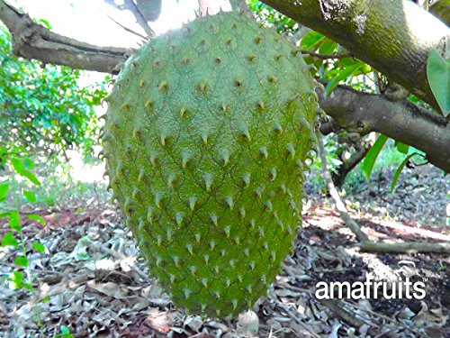 4 Amafruits+Bundle+Graviola+Soursop+Fruit