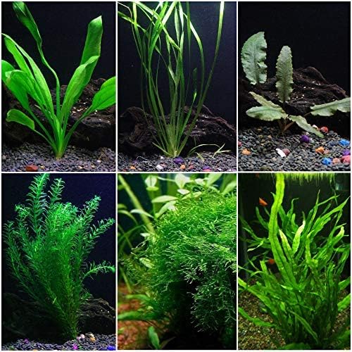 dog patches of fur missing