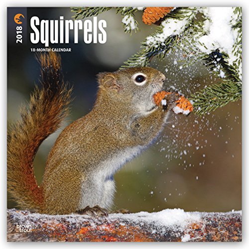 Squirrel Calendars