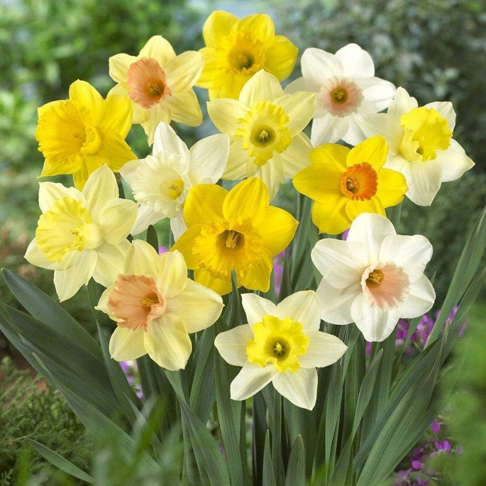Pastel Mixed Daffodil Seeds, Large Giant Perennial Flower Hardy Bulbs Spring Bonsai Seeds