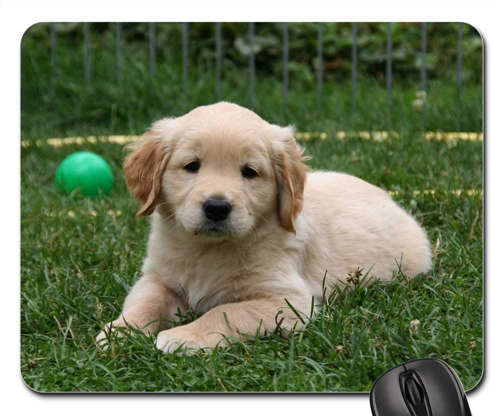 Amazon Com Mouse Pads Golden Retriever Puppy Dog Puppy Cute
