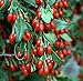 Sweet Lifeberry ® Goji Berry Plant - Lycium - The Super Fruit - 4" Pot