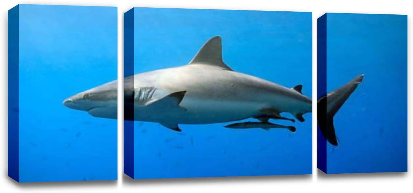 CCArtist Close up of The Grey Reef Shark in Blue Ocean Sharks and Pictures Wall Decor Print on Canvas Modern Artwork Living Room Bedroom Painting Art Wall