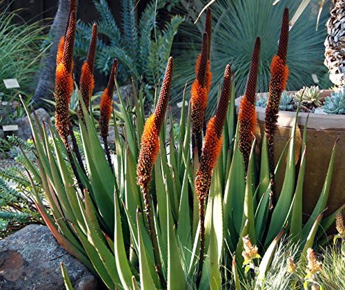 10 Seeds Aloe castanea Cat's Tail Aloe Air Purification Plant