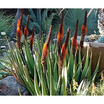 Amazon.com : Chenille Firetail Plant - Cat Tails Plant ...