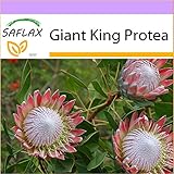 SAFLAX - Giant King Protea - 5 Seeds - Protea cynaroides