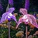 Hummingbird Decor LED Solar Powered Acrylic Lights Color Changing Outdoor Decorations Ornament 3D Garden Gifts Yard Stakes Charm Figurines Statue Decorative Lamp (Set of 2)
