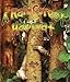A Rainforest Habitat (Paperback) (Introducing Habitats)
