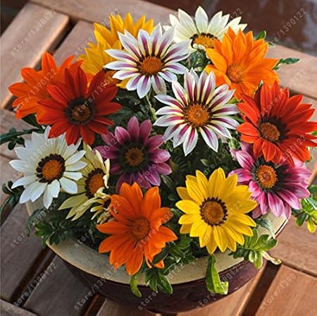 Creative Farmer Flower Seeds : Gazania-Sunshine Hybrid Mixed Garden Flowers Seeds - Garden Flower Seeds Pack