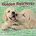 Golden Retriever Puppies 2019 12 x 12 Inch Monthly Square Wall Calendar, Animals Dog Breeds Golden Puppies