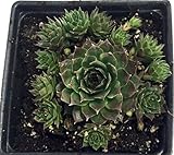 Sunset Hens & Chicks - Sempervivum - Very Hardy - Live Plant - Quart Pot