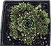 Sunset Hens & Chicks - Sempervivum - Very Hardy - Live Plant - Quart Pot