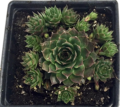 Sunset Hens & Chicks - Sempervivum - Very Hardy - Live Plant - Quart Pot