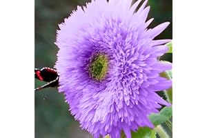 DouxiE 50pcs Rare Purple Teddy Bear Sunflower Seeds for Planting - Stunning Home Garden Blooms Non GMO Heirloom Garden - Planting Instructions for Easy Grow - Great Gardening Gifts