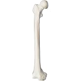 Femur Bone Model - Right - Anatomically Accurate Human Femur Bone Replica - hBARSCI