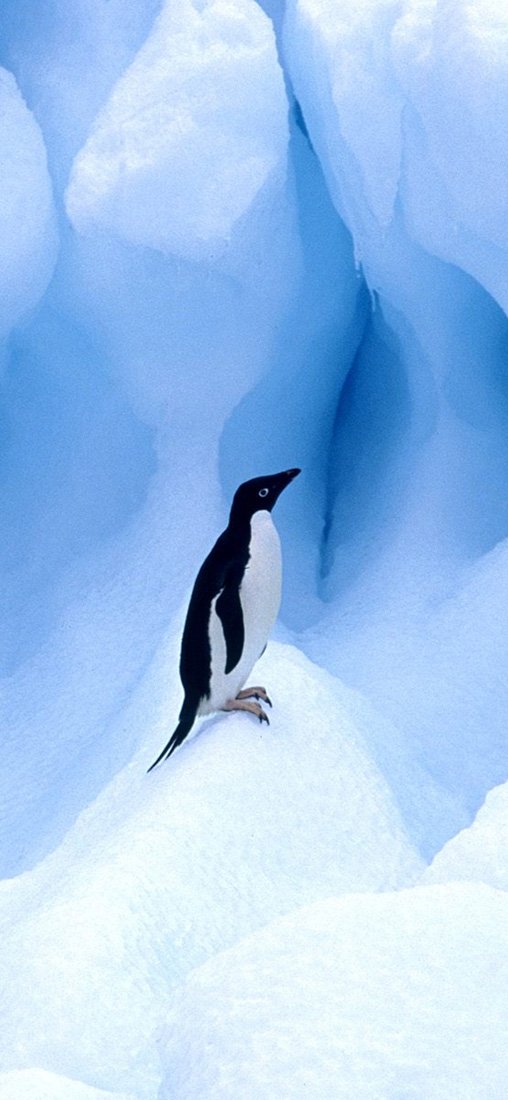 PeelitStickit Penguin, Animal Wall Murals ID-030, vinyl