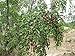 5 JUJUBE CHINESE DATE TREE SEEDS HEALTHY!! #1153