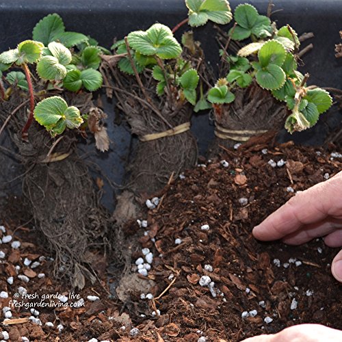 Albion Strawberry Plants 20 Bare Root Fall Shipping * Super Sweet