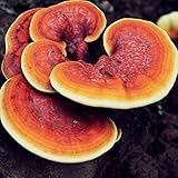 100 Red Reishi Mushroom Spawn Plugs/Dowels to