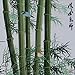 King Silk Art Handmade Birds On Bamboo 37171