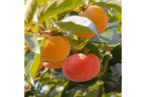 GENERIC Persimmon Tree Live Plant, 6-12 Inch Tall Plant Well Rooted in Quart Pot, 1 Year Old, Dormant in Winter