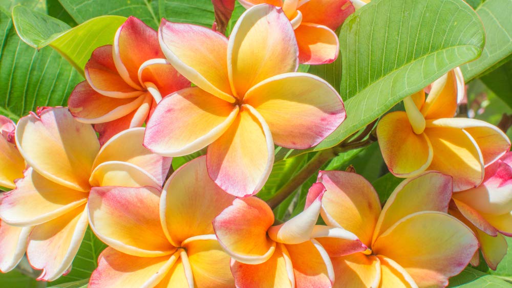 Home & Garden Plumeria/Plants/Flowers/"Tahitian_Red"/Fresh
