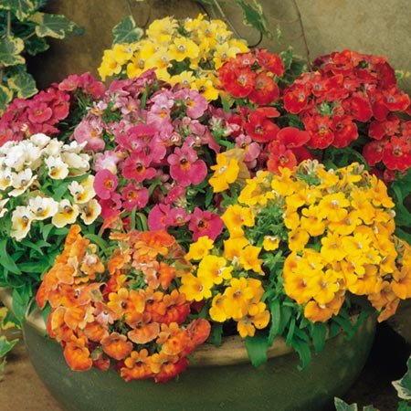 Creative Farmer Flower Seeds : Nemesia Carnival Mixed Variety Garden Flowers Seeds Decoration For Home Flower Seeds Garden [Home Garden Seeds Eco Pack] Plant Seeds
