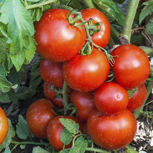 GURNEY�S Early Girl Hybrid Tomato Vegetable