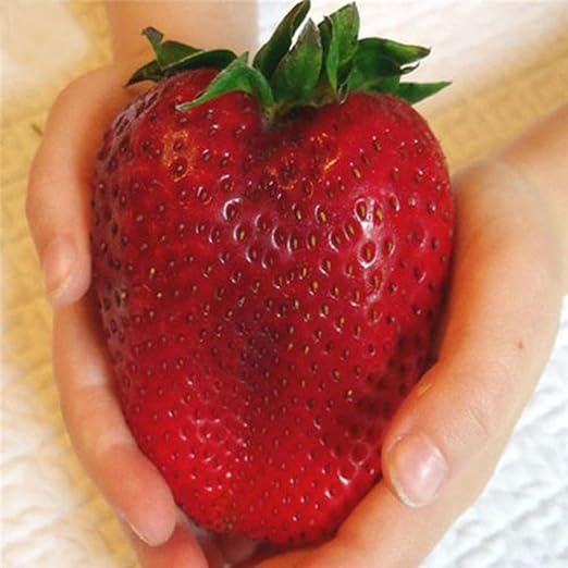 Lonlier Semillas de Fresas Gigantes 50 pcs para Jardín Huerto ...