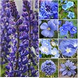 Bulk Package of 30,000 Seeds, Wildflower Mixture"Dazzling Blue" (99% Pure Seed - 9 Species) Seeds by Seed Needs