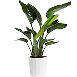 Costa Farms White Bird of Paradise, Live Indoor Plant in Modern Décor Planter, Natural Air Purifier Fresh From Farm, Great Ho