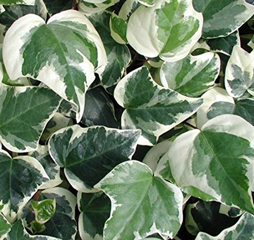 inawera kaktus limette Heliabravoa chende (Kaktus) kaufen