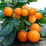 100 Orange Dwarf Tomato Seeds Indoor Outdoor Pot