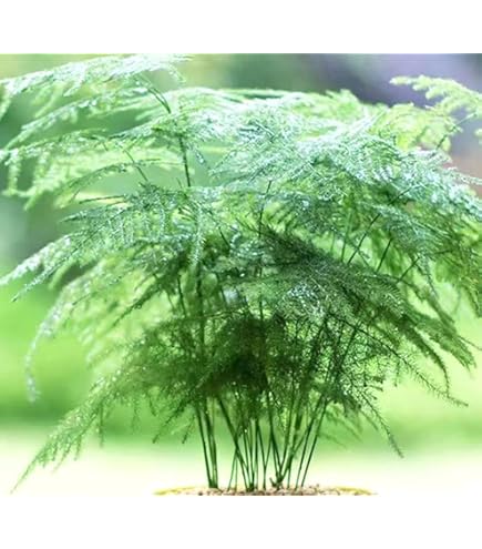 plant in a pot LE TAUCI 12 Inch Pot for Plants, Ceramic Large Planter for Indoor Plan –  LETAUCI main image 0