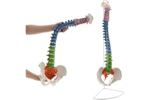 Dyna-Living Life Size Human Spine Model 33.46in/85cm Spine Anatomical Model Colored Flexible Spine Model with Vertebrae Cervical Lumbar Spine Anatomy Model with Nerves Used for Medicine Research