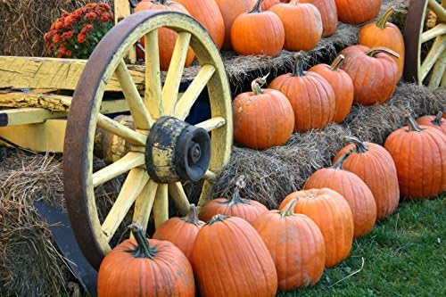 Thanksgiving Greeting Cards - Autumn's Bounty - AB100. Business Greeting Card with an Image of a Wagon Loaded with Pumpkins. Box Set has 25 Greeting Cards and 26 Pumpkin Orange Colored Envelopes.