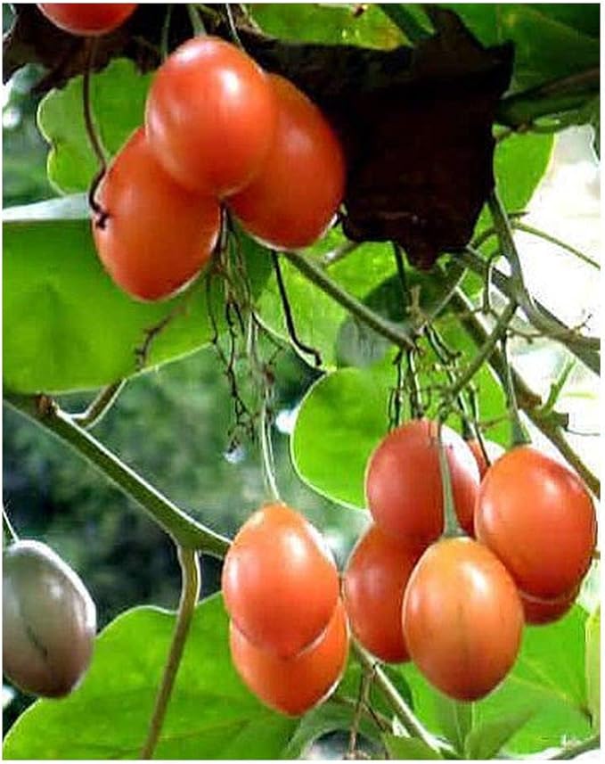 Cyphomandra betacea Tree Tomato tamarillo 15 Seeds Amazon.co.uk Garden & Outdoors