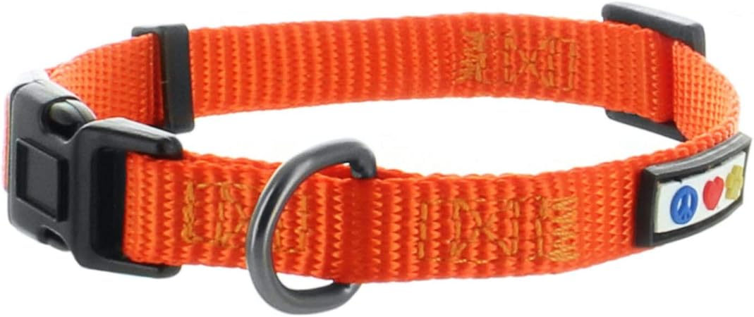 orange dog collar and leash