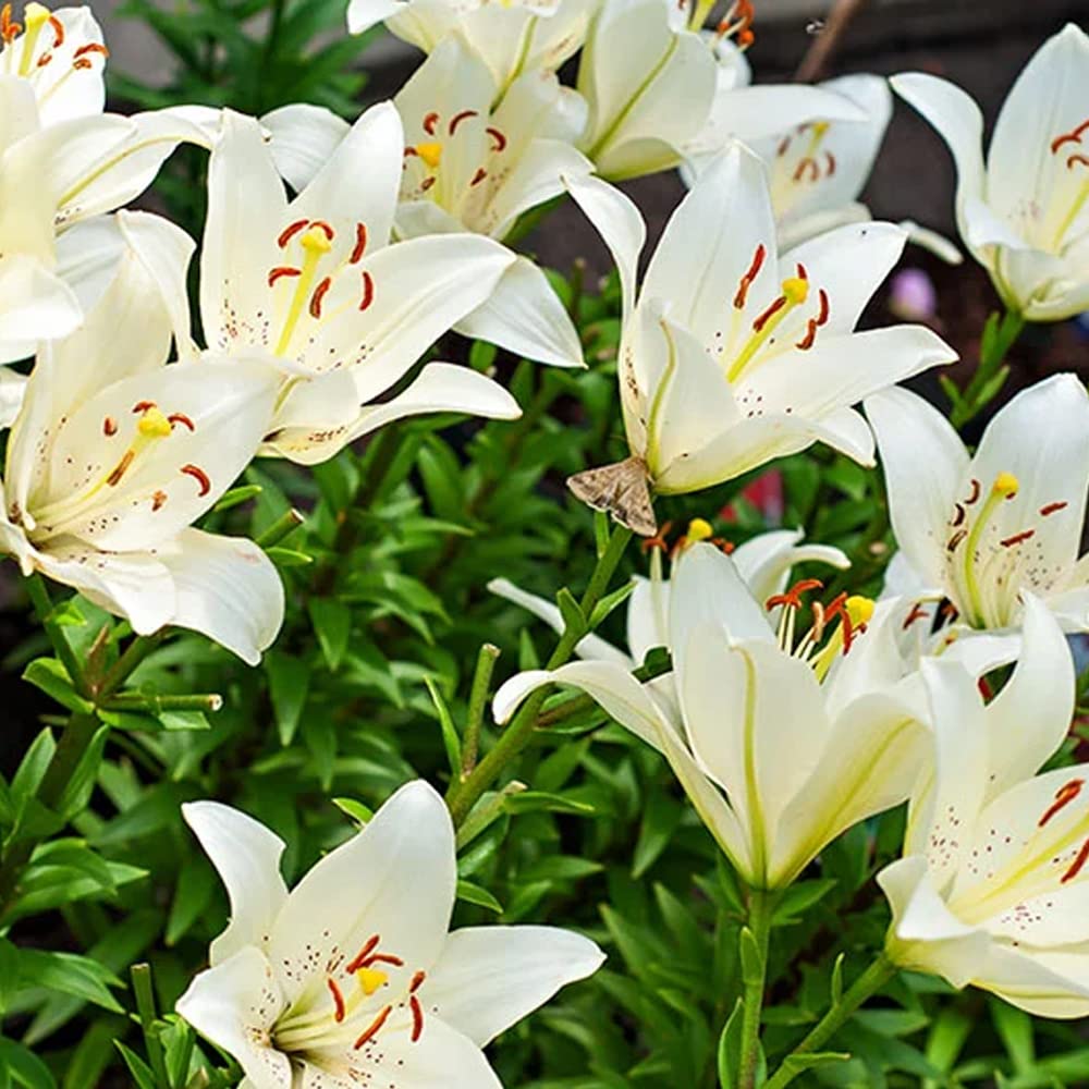 5 x Lilies Nepal White –Tiny White Flowers- Perfect as Home décor- for Your Beautiful Garden