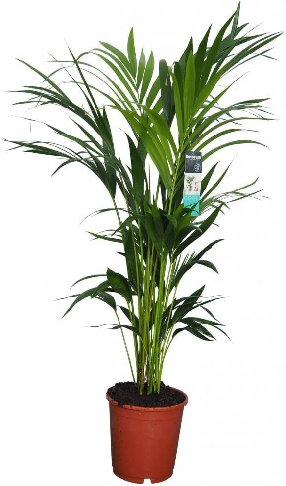 FloraStore - Palm Kentia (Pot 24 cm H. 120 cm) (1x), House Plant