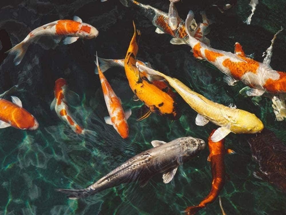 YUWANCHUMIAN 1000 Pieces Jigsaw Puzzles for Adults Koi fish Puzzle Sets for Family Cardboard Puzzles Educational Games Brain Challenge Puzzle for Kids Childrens